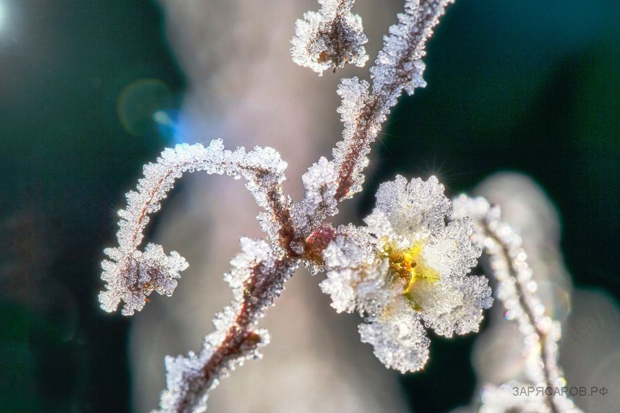Как защитить растения на даче от майских заморозков: советы по укрытию с использованием различных материалов